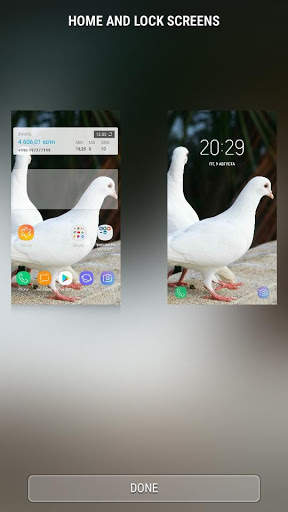 Pigeon - RINGTONES and WALLPAPERS screenshot 5
