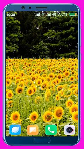Sunflower HD Wallpaper screenshot 11
