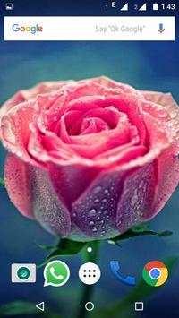 Rose Wallpaper HD screenshot 8