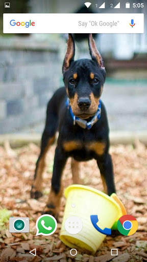 Doberman Dog Wallpaper HD screenshot 2