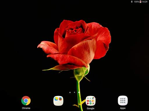 Blooming Roses Video Wallpaper screenshot 9