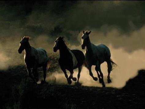 Horse Wallpapers screenshot 5