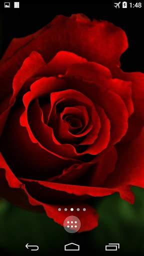 Red Rose 4K Live Wallpaper screenshot 3