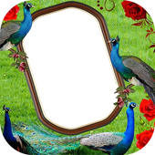 Peacock Photo Frames icon