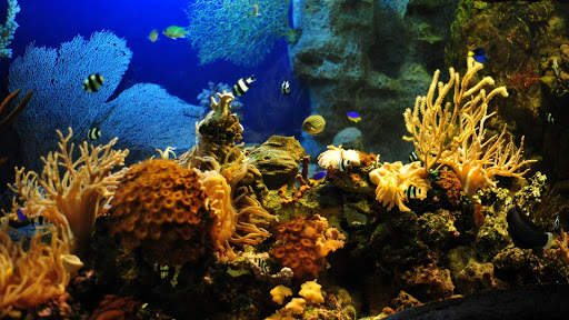 Aquarium Live Wallpaper - backgrounds hd screenshot 7