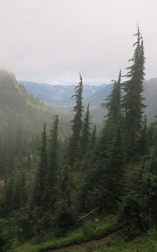 HD Forest Live Wallpaper screenshot 6