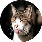Animal Funny Video Collection 0.1