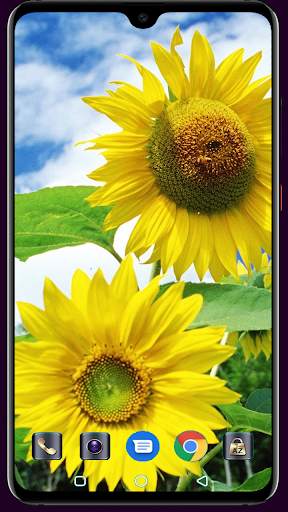 Sunflower Wallpaper 4K Latest स्क्रीनशॉट 15