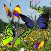 Butterfly animated color LWP! on 9Apps