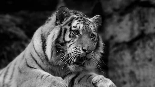 Tigre Live Wallpaper screenshot 11