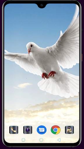 HD Pigeon Wallpaper screenshot 11