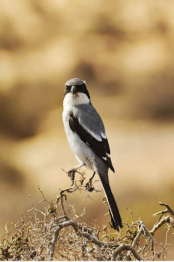 Bird Wallpaper screenshot 3