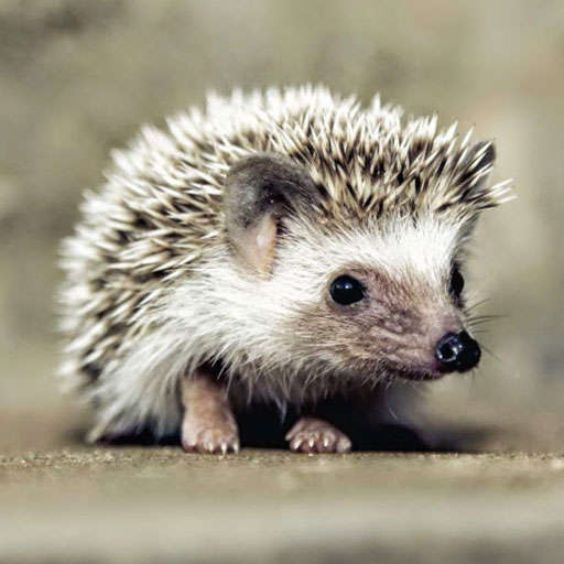 Hedgehog Wallpapers 1.0.hedgehog