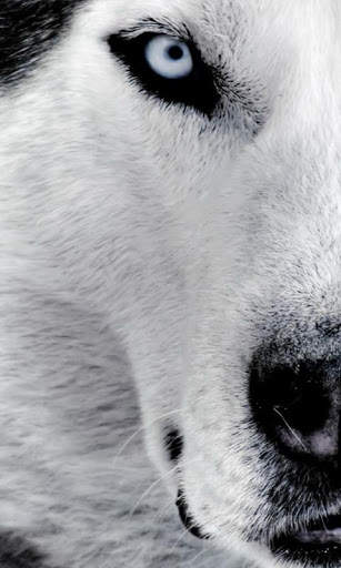 Husky Live Wallpaper screenshot 3