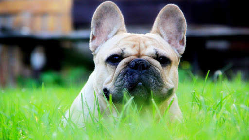 🐕 Bulldog Wallpapers - Dog Wallpapers screenshot 6