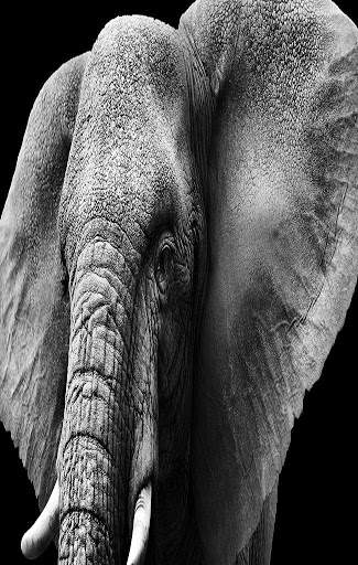 Elephant Wallpaper 4 تصوير الشاشة
