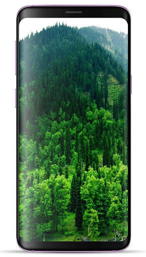 Forest Wallpaper HD screenshot 12