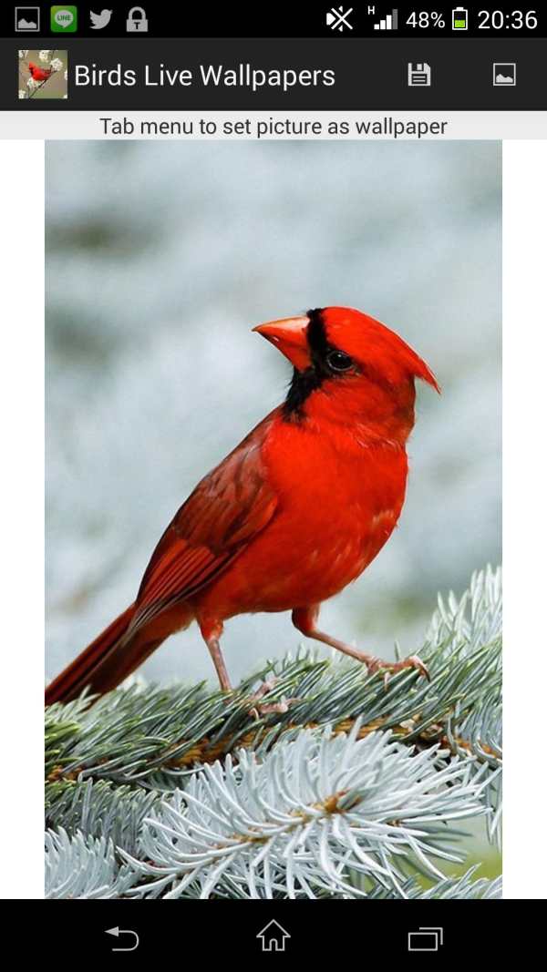 Birds Live Wallpapers screenshot 3