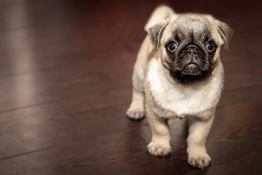 Dog Photo Frames screenshot 7