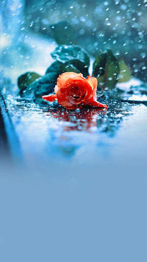 Rain Rose Wallpapers screenshot 3
