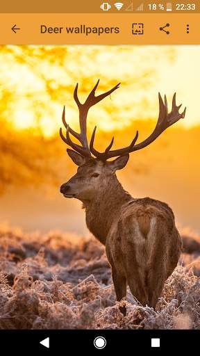  600 Android Animal Wallpapers screenshot 5