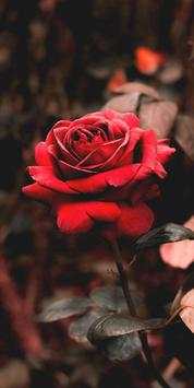 Rose Wallpaper screenshot 7