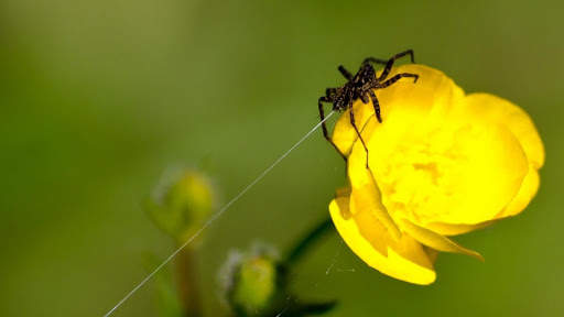 Spider Wallpapers HD & 4k Backgrounds screenshot 16