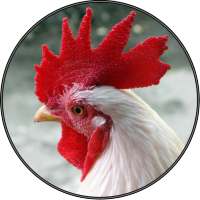 Funny Chicken Rooster Sounds