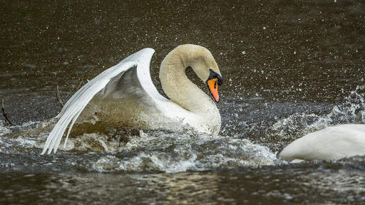 Swan Live Wallpaper : 7fon & LWP screenshot 10