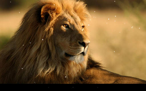 Lion Live Wallpaper screenshot 7
