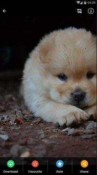 Wallpaper Chow Chow Puppies screenshot 4