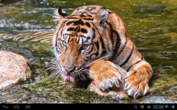Tiger Live Wallpaper screenshot 6
