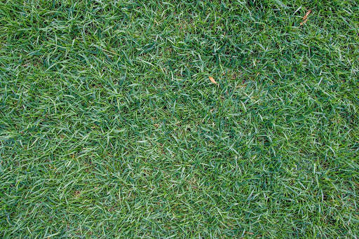 Grass Photo Frames screenshot 8