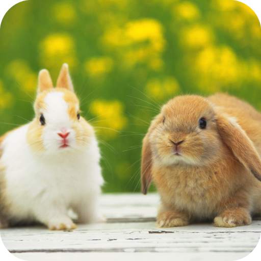 Rabbit HD Wallpaper 1.07