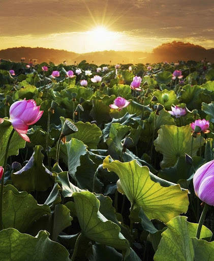 Lotus Live Wallpaper screenshot 3