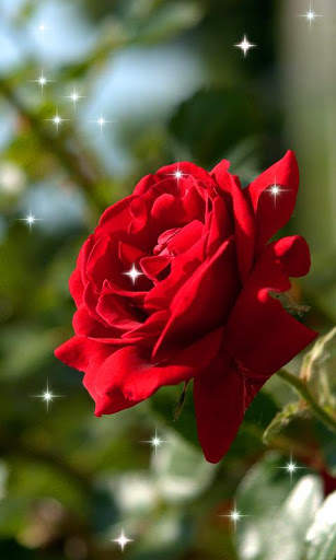 Rose Live 3D Wallpaper screenshot 5