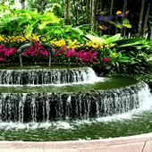 Garden Butterfly Live Wallpape icon