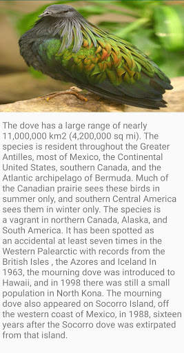 Dove Bird Fact screenshot 4