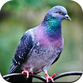 Bird Wallpaper icon