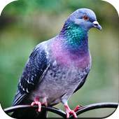 Bird Wallpaper 1.3