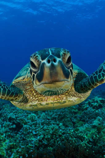 UnderWater Video Live Wallpaper screenshot 7