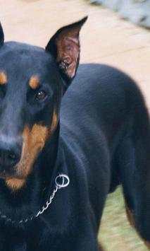 Doberman wallpapers screenshot 4