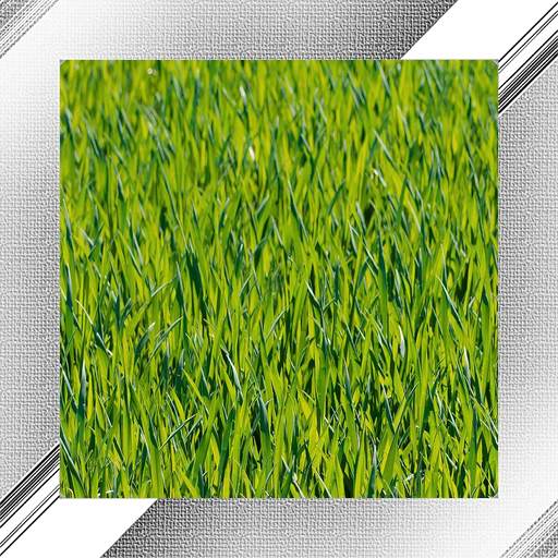 Grass Photo Frames 1.0.0.23