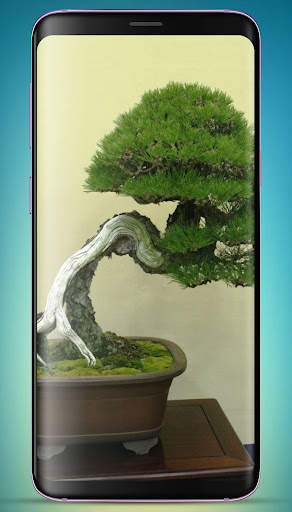 Bonsai Tree Wallpaper HD скриншот 14