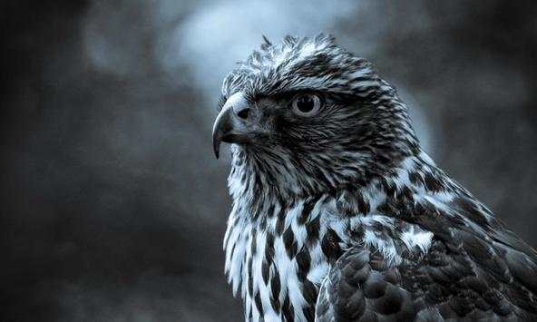 Falcon wallpapers screenshot 2