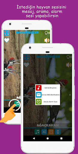 Hayvan Sesleri screenshot 6