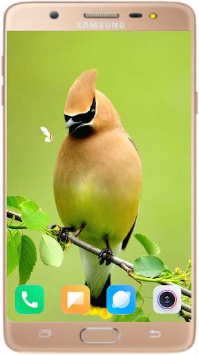 Bird Wallpaper Best HD स्क्रीनशॉट 8