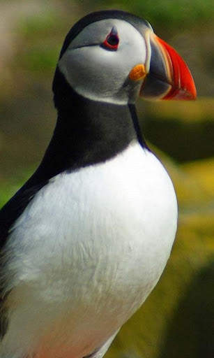 Puffin Wallpaper screenshot 2