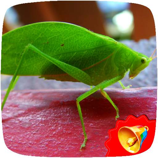 Cricket Sounds 1.0