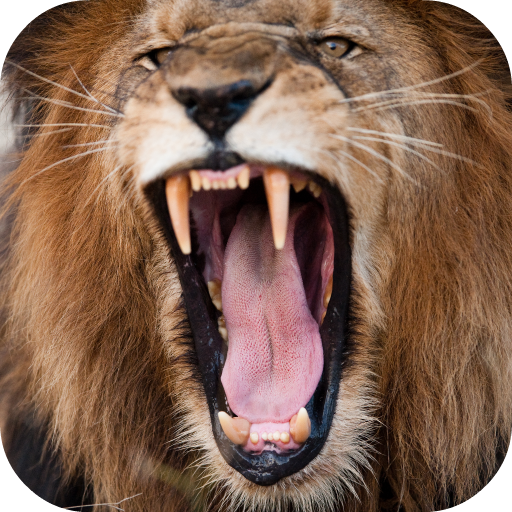 Lion Sounds иконка